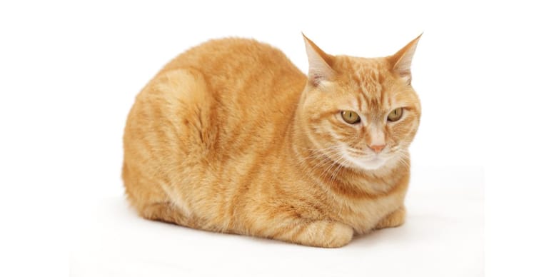 ¿Por qué los gatos esconden sus patas?